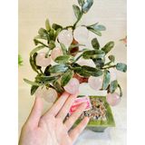  Cây đào đá ngọc 