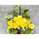  Chậu hoa vàng chất liệu đá ngọc 