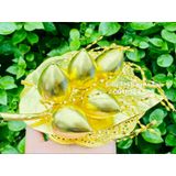  Khay trầu cau chất liệu đồng 