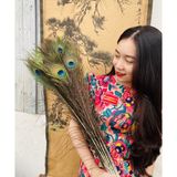  Lông công phong thủy  (bó 30 cành) 