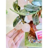  Cây đào đá ngọc 