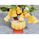  Cây hồ lô đá ngọc 
