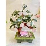  Cây đào đá ngọc 