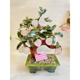  Cây đào đá ngọc 