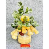  Cây hồ lô đá ngọc 