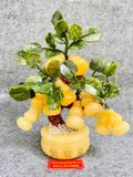  Cây Hồ Lô Tài Lộc 