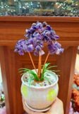  CÂY TÀI LỘC THẠCH ANH, MÃ NÃO 22x9CM 