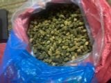  MƯỚP ĐẮNG RỪNG 