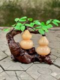  CÂY HỒ LÔ ĐÔI HOÀNG LONG  TÀI LỘC (32x32cm) 