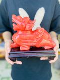  TỲ HƯU NGỌC ĐỎ NÚI LỬA 