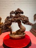  Chậu tùng bonsai gỗ Hương ta 