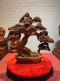  Chậu tùng bonsai gỗ Hương ta 