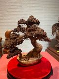  Chậu tùng bonsai gỗ Hương ta 