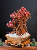  Tượng Chim Công (Phu Thê Viên Mãn) 