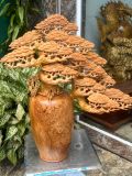  Bình Tùng Nu Ngọc Am - Tượng Gỗ Quý Hiếm 
