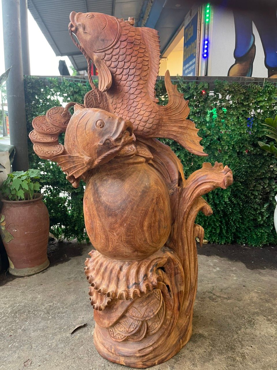  Song Ngư Vờn Bình Gỗ Hương Ta Gia Lai 