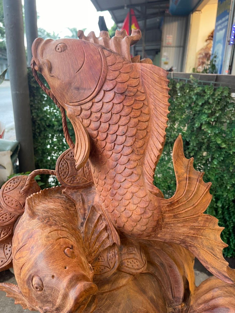  Song Ngư Vờn Bình Gỗ Hương Ta Gia Lai 