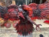  Đại Bàng Treo Tường Gỗ Trắc Ta Đỏ Đen 
