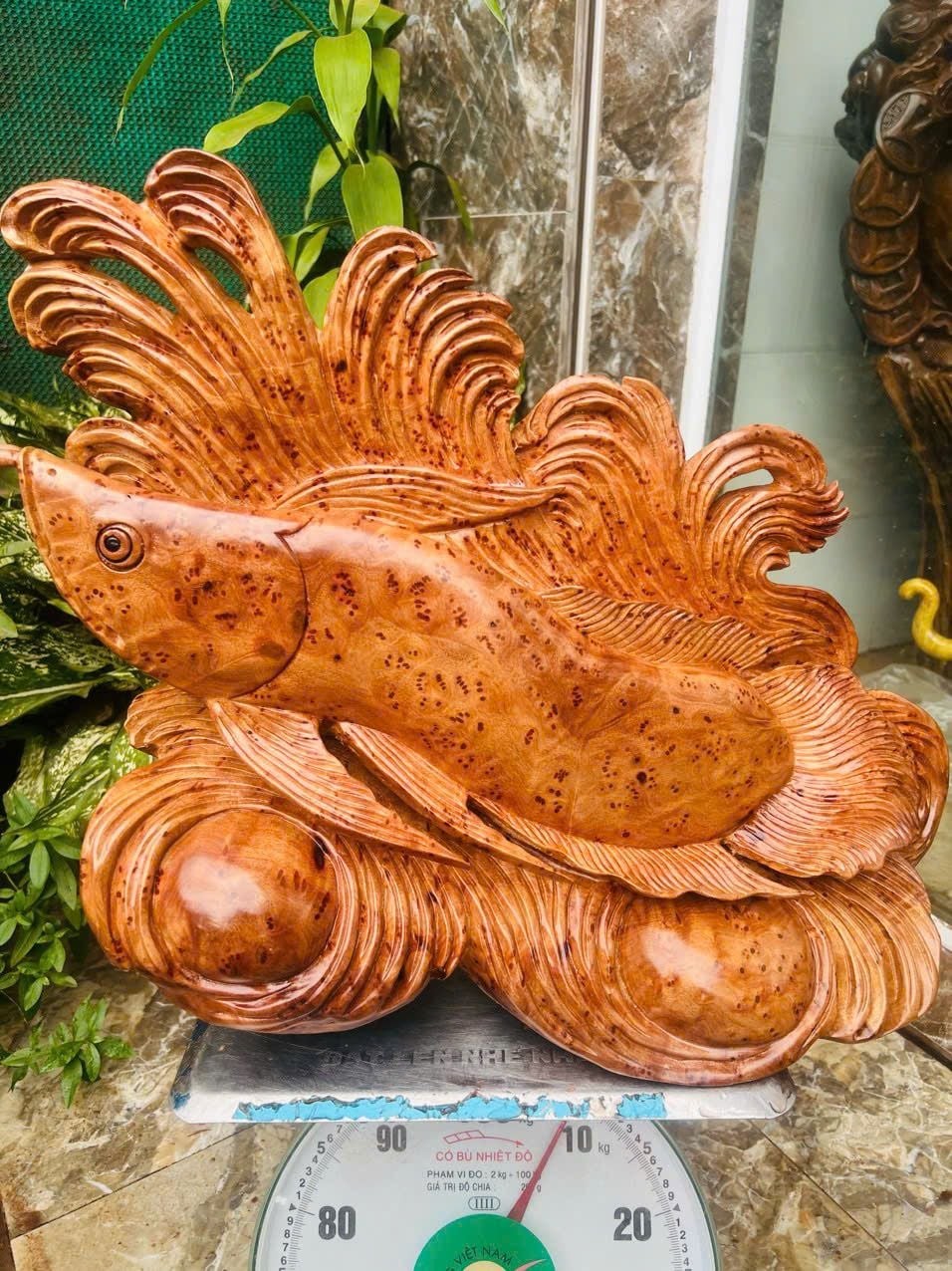  Cá Rồng Gỗ Nu Xá Xị Liền Khối 