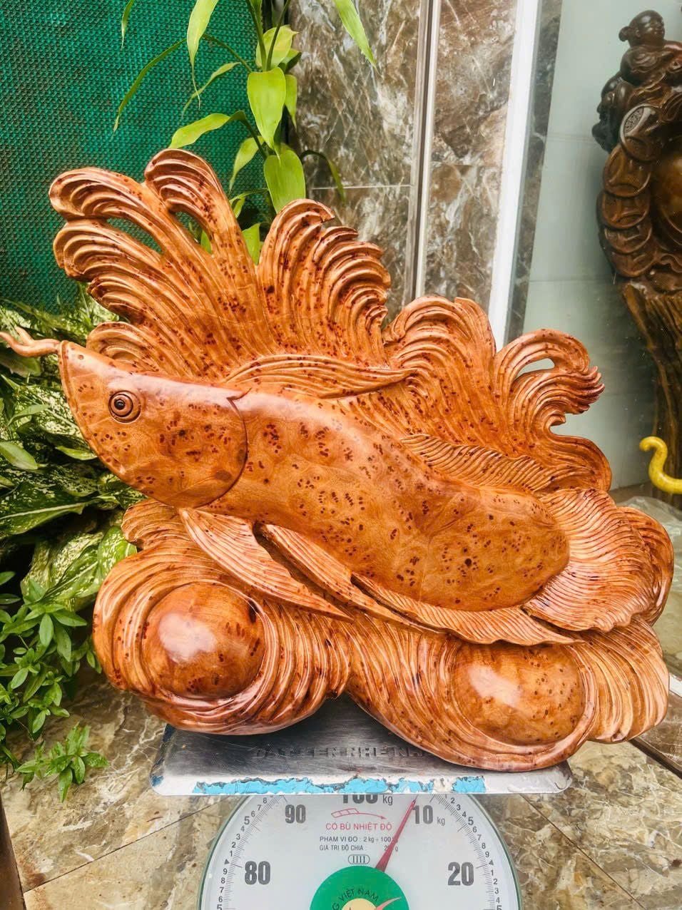  Cá Rồng Gỗ Nu Xá Xị Liền Khối 