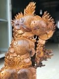  Cá Đồng Tiền Gỗ Bách Xanh Mộc Châu 