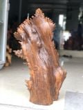  Cá Đồng Tiền Gỗ Bách Xanh Mộc Châu 