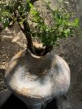  Bình gốm sứ cổ điển - Điểm nhấn tinh tế cho không gian sống 