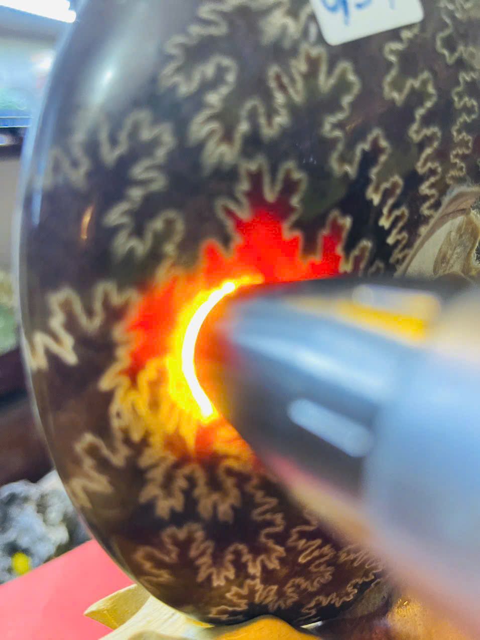  Ốc Anh Vũ Hóa Thạch Vân Tự Nhiên Trên Đế Gỗ Quý 