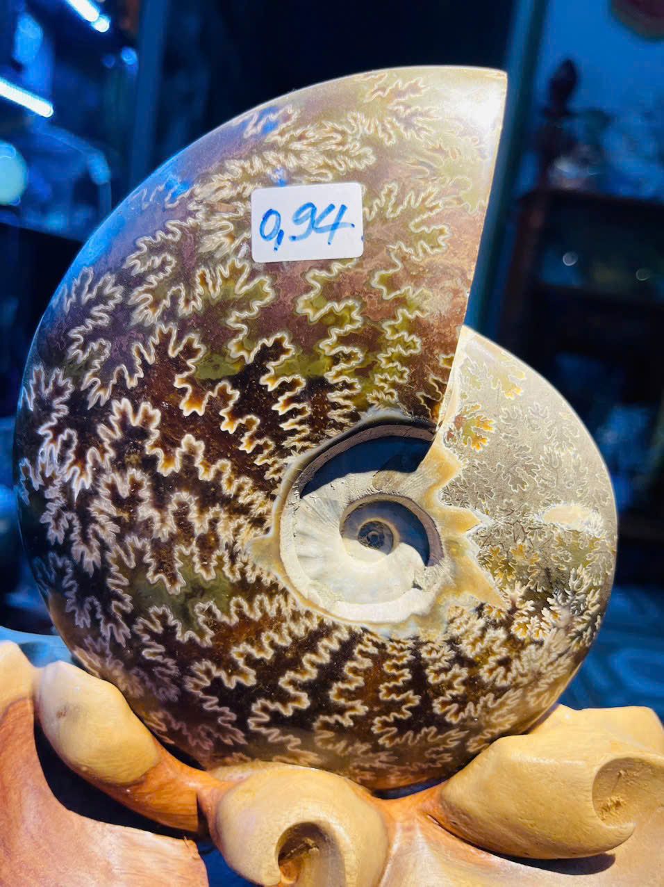  Ốc Anh Vũ Hóa Thạch Vân Tự Nhiên Trên Đế Gỗ Quý 