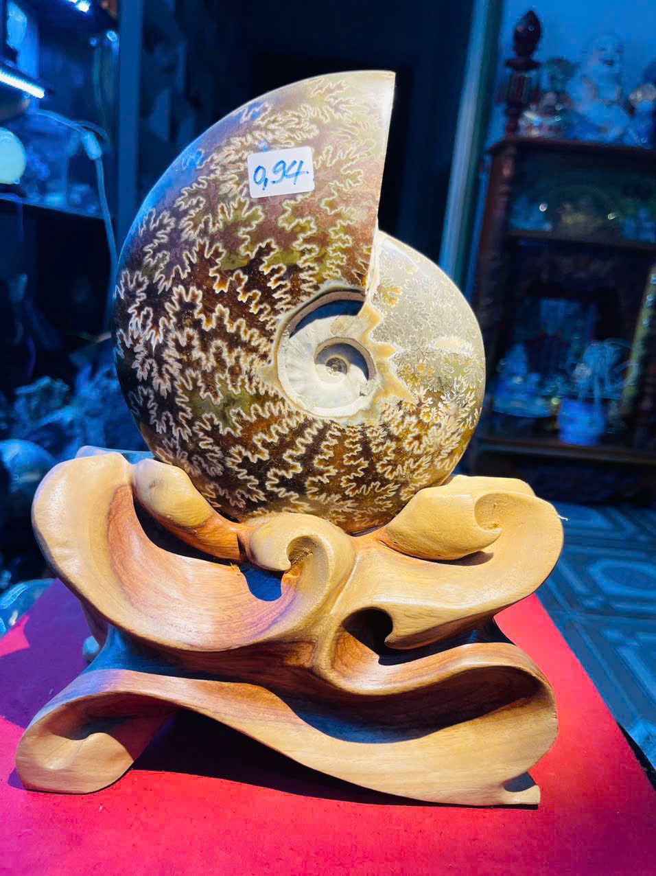  Ốc Anh Vũ Hóa Thạch Vân Tự Nhiên Trên Đế Gỗ Quý 