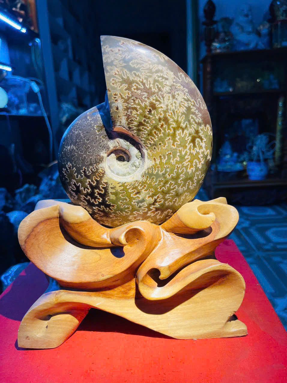  Ốc Anh Vũ Hóa Thạch Vân Tự Nhiên Trên Đế Gỗ Quý 