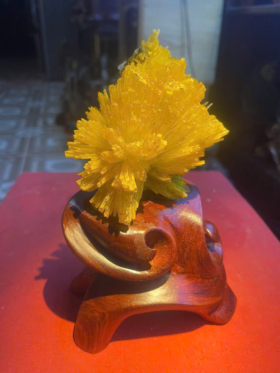  Hoa Đá Ưu Đàm 