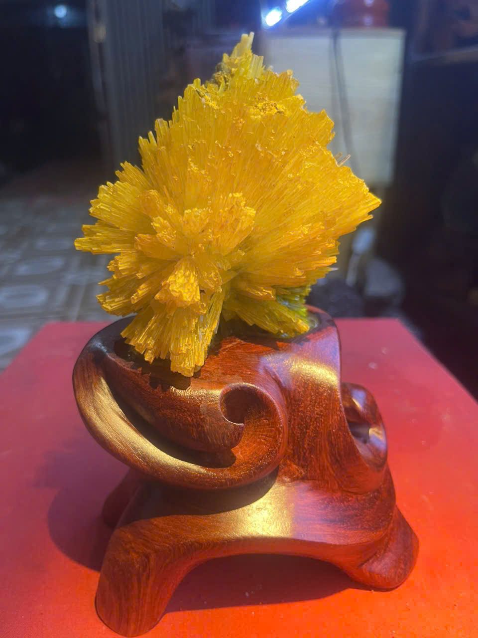  Hoa Đá Ưu Đàm 