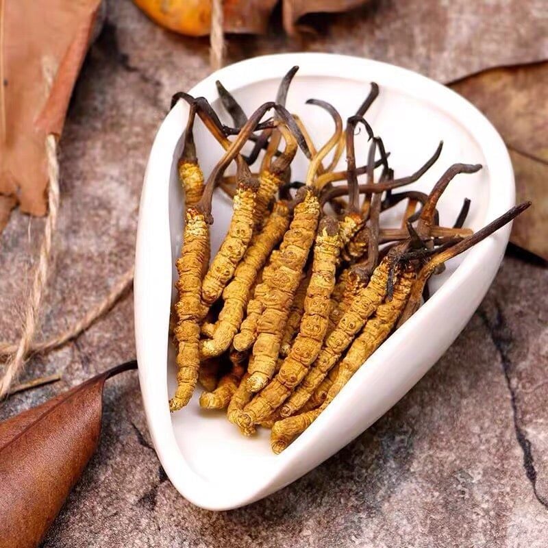  Hộp đông trùng hạ thảo 