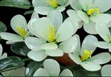  Chậu cây cảnh hoa mộc lan 