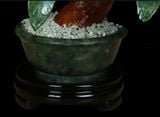  Chậu cây cảnh hoa mộc lan 