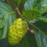  Quả nhàu khô 