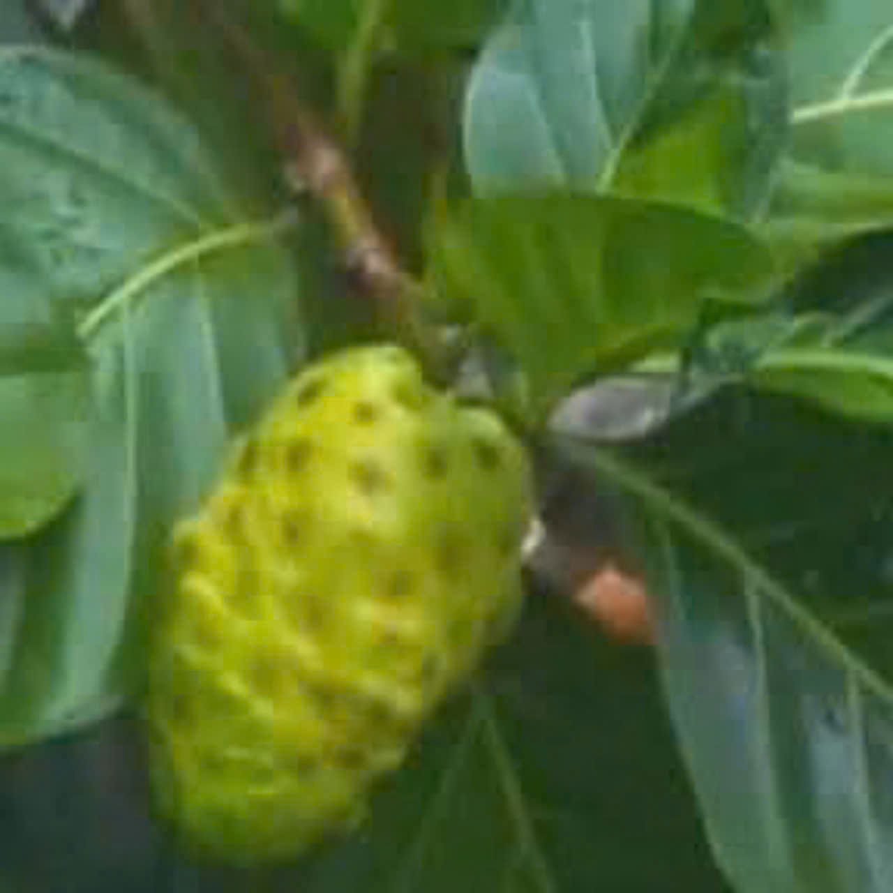  Quả nhàu khô 