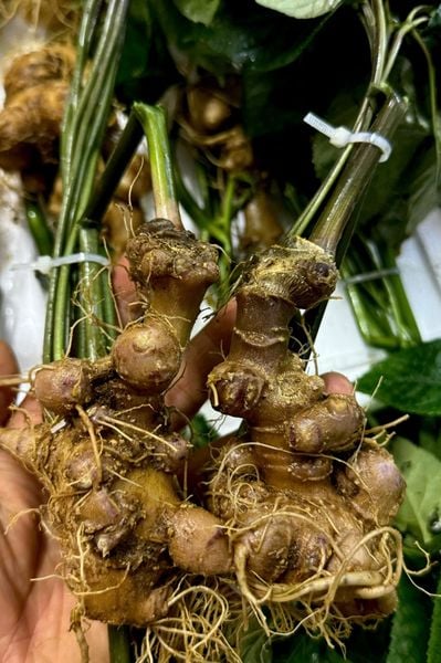  Sâm Vùi Đầu Dài Rễ Tơ 