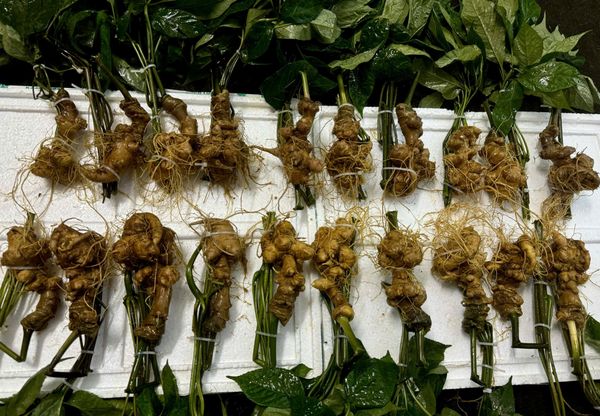  Sâm Vùi Đầu Dài Rễ Tơ 