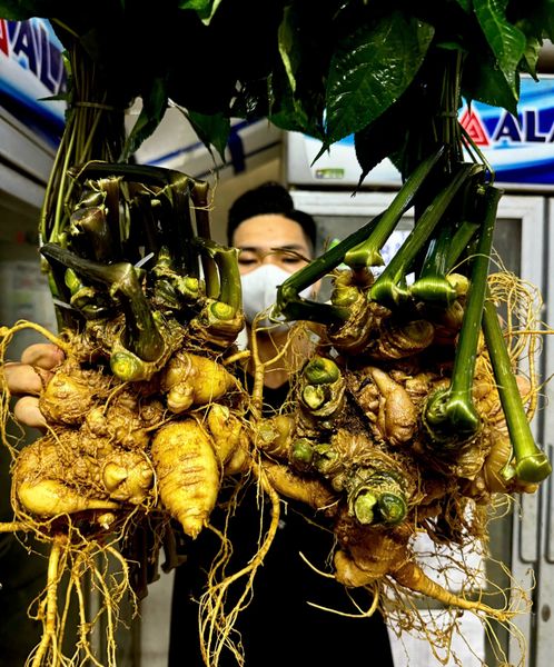  Cặp sâm vùi rừng 