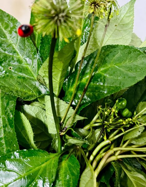  Cặp sâm vùi rừng 