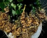  Vườn sâm già 15 năm tuổi 
