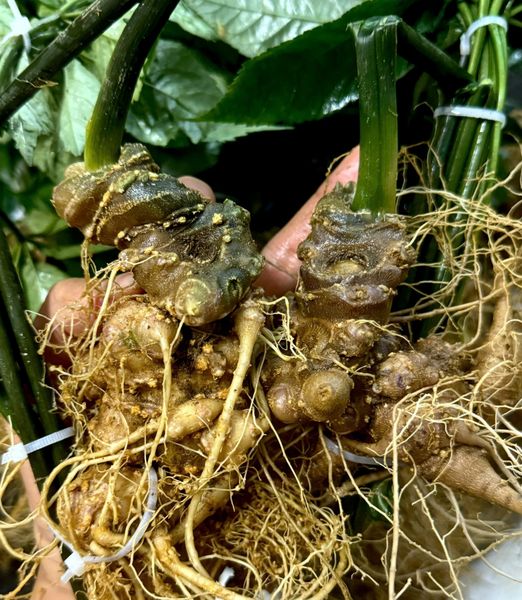  Vườn sâm già 15 năm tuổi 