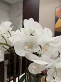  Chậu hoa lan hồ điệp Chất liệu Composite + đế gốm sứ + cao su mềm 