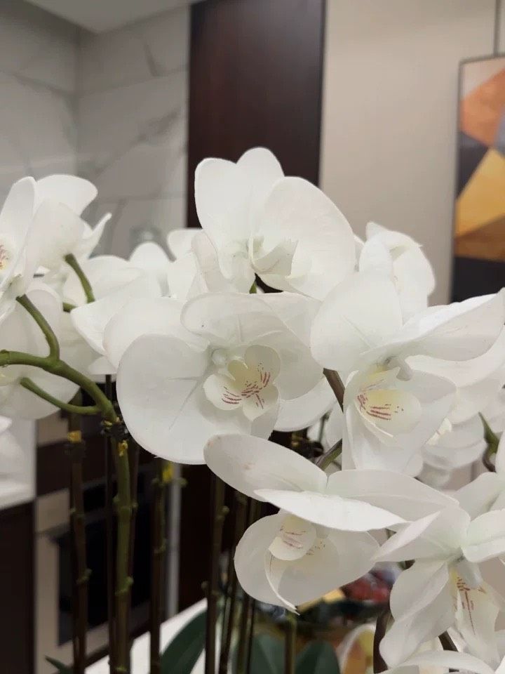  Chậu hoa lan hồ điệp Chất liệu Composite + đế gốm sứ + cao su mềm 