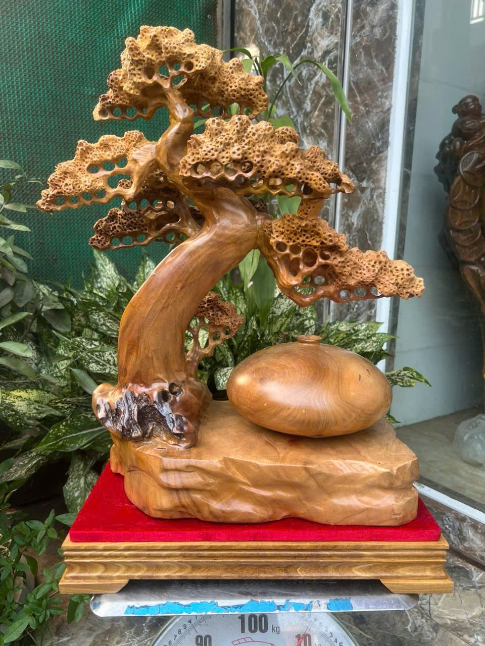  Bình Tùng Bonsai Gỗ Xá Xị Thơm Cao Cấp 