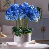  CHẬU HOA LAN TRANG TRÍ NHẸ NHÀNG BK-CE-007100-VN-0079 