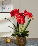  BÌNH HOA LAN TRANG TRÍ CAO CẤP BK-CE-001990-VN-0083 