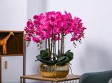  CHẬU HOA LAN HỒ ĐIỆP TRANG TRÍ CAO CẤP BK-CE-005900-VN-0096 